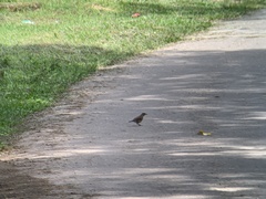 Turdus leucomelas