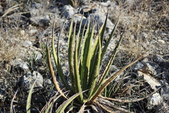 Agave lechuguilla
