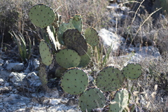 Opuntia orbiculata