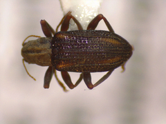 Stenelmis
