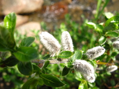 Salix saxatilis