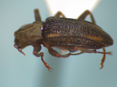 Stenelmis