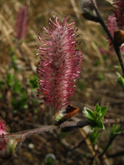Salix saxatilis