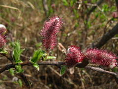 Salix saxatilis