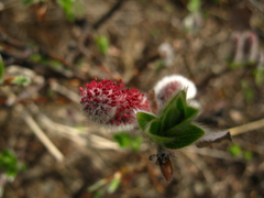 Salix saxatilis