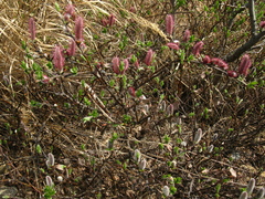 Salix saxatilis