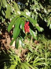Ardisia crenata