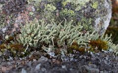 Cladonia bellidiflora