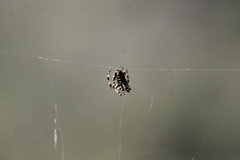 Neoscona orizabensis