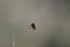 Neoscona orizabensis