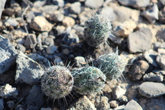 Neolloydia conoidea