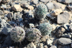 Neolloydia conoidea