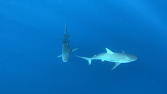 Carcharhinus perezii