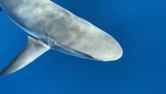 Carcharhinus perezii