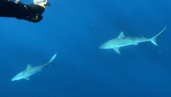 Carcharhinus perezii