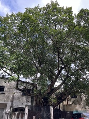 Ficus cotinifolia