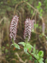 Salix saxatilis