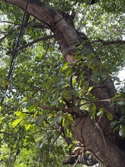 Ficus cotinifolia