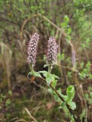 Salix saxatilis