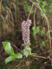 Salix saxatilis