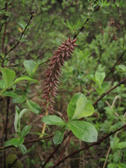 Salix saxatilis