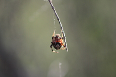 Neoscona domiciliorum