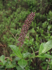 Salix saxatilis