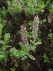 Salix saxatilis