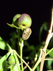 Euphoria leucographa