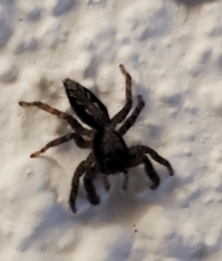 Platycryptus californicus