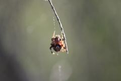 Neoscona domiciliorum