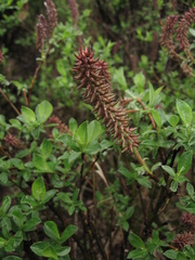 Salix saxatilis