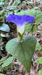 Ipomoea meyeri