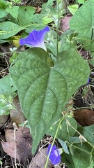 Ipomoea meyeri