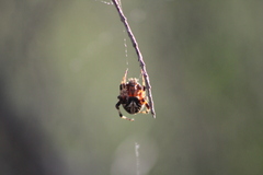 Neoscona domiciliorum