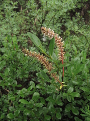 Salix saxatilis