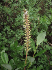 Salix saxatilis