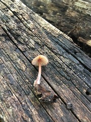 Mycena atkinsoniana