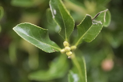 Euonymus japonicus