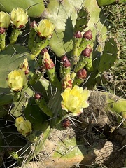 Opuntia arechavaletae