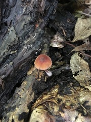 Mycena atkinsoniana