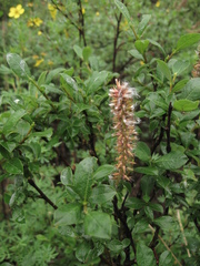 Salix saxatilis