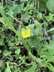 Youngia