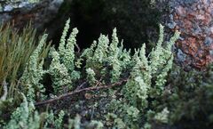 Cladonia bellidiflora