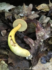 Aureoboletus roxanae