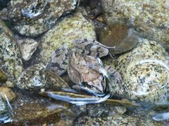 Rana dybowskii
