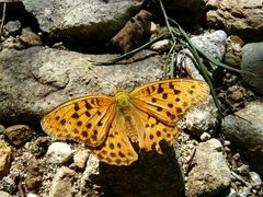 Argynnis