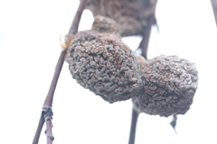 Monilinia fructigena
