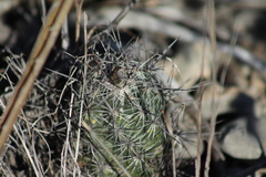 Neolloydia conoidea