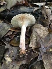 Lactarius quietus incanus